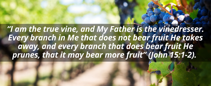 John 15:1-2